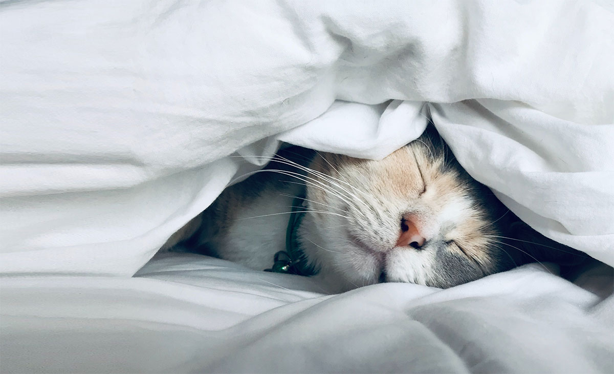 sleepy cat